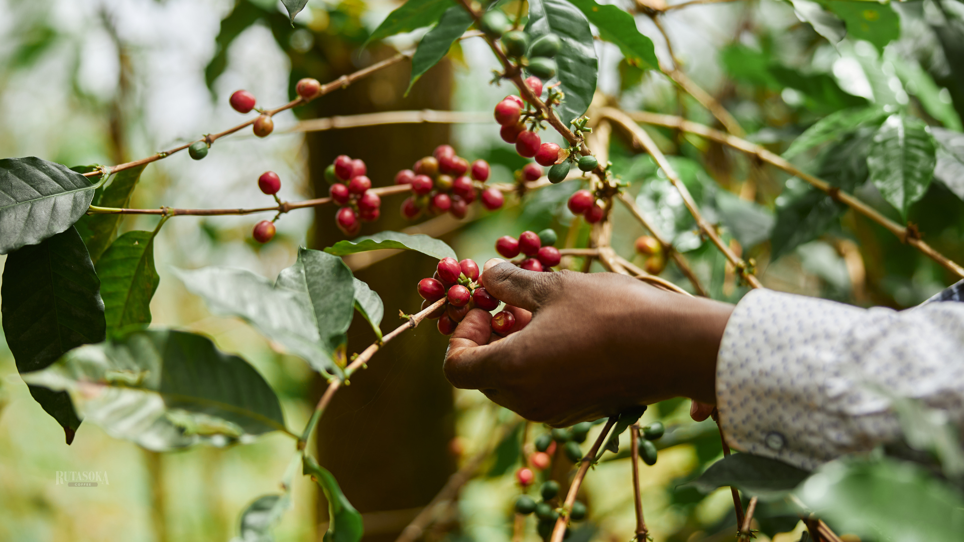 Image of a coffee tree in Africa, and an African hand holding one of the leaves from the tree.