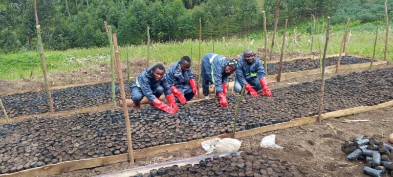 Planting of 100,000 seedlings in Minova, DRC